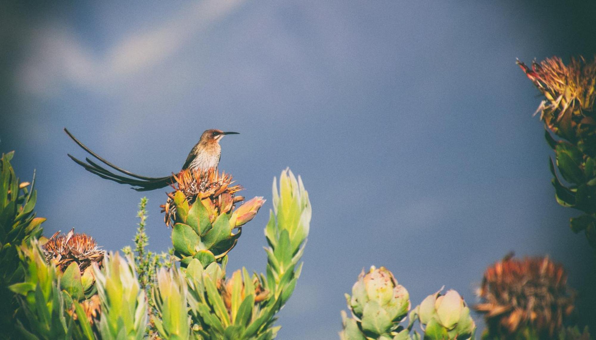 Wild Rescue Nature Reserve Villa Riversdale Bagian luar foto